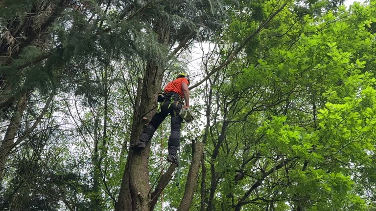 Best Tree Risk Assessment  in Westfield, MA